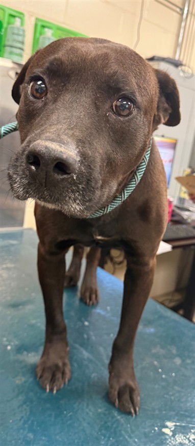 MODELLO - Bulldog available for adoption