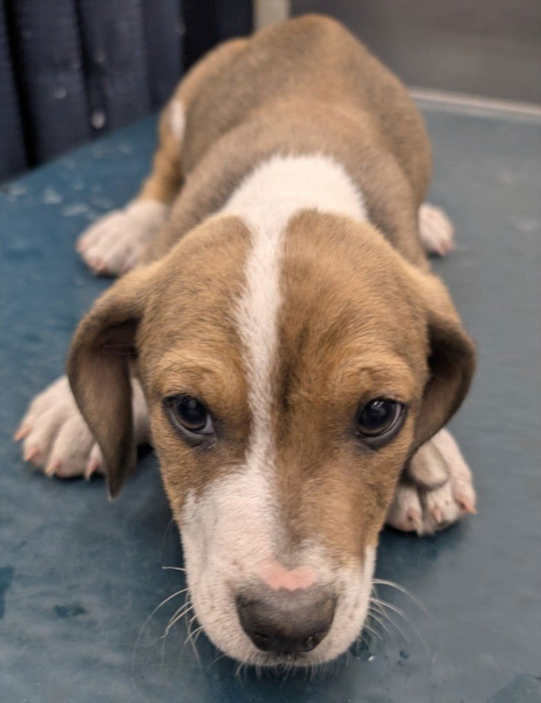 SAILOR - Beagle available for adoption