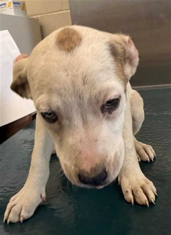 GEMMA - English Pointer available for adoption