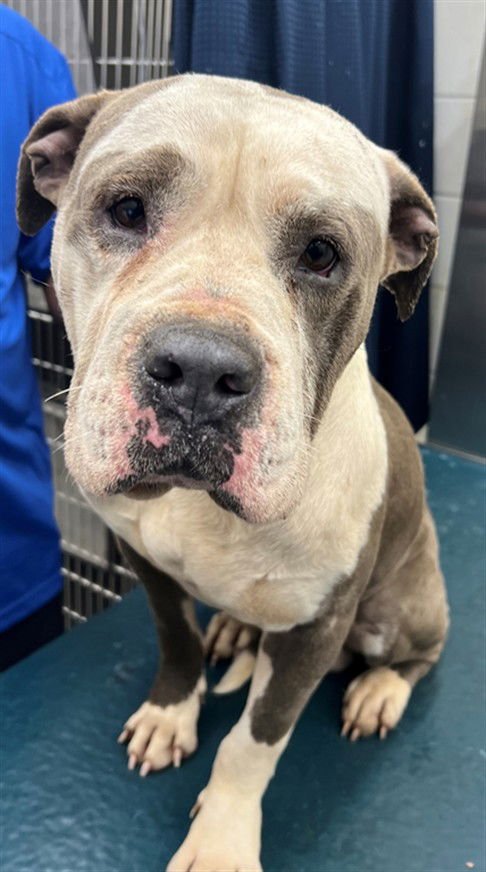 UTZ - Bulldog available for adoption