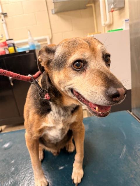 DANNY - Treeing Walker Coonhound available for adoption