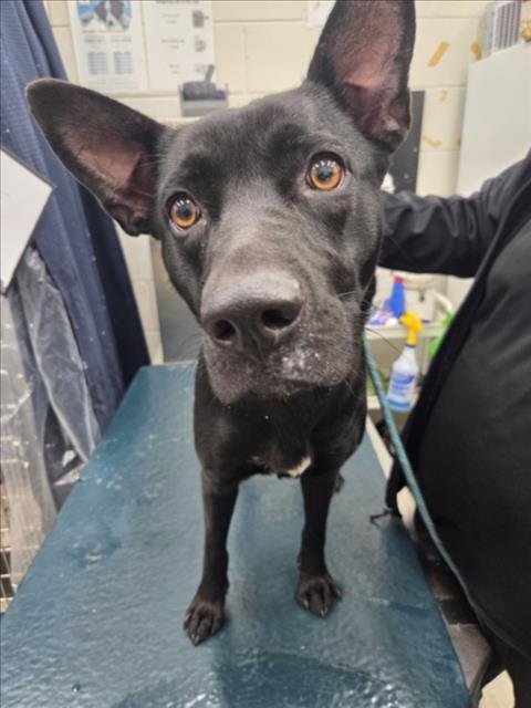 MIDNIGHT - Labrador Retriever available for adoption