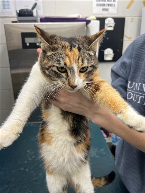 JOY - Domestic Short Hair available for adoption