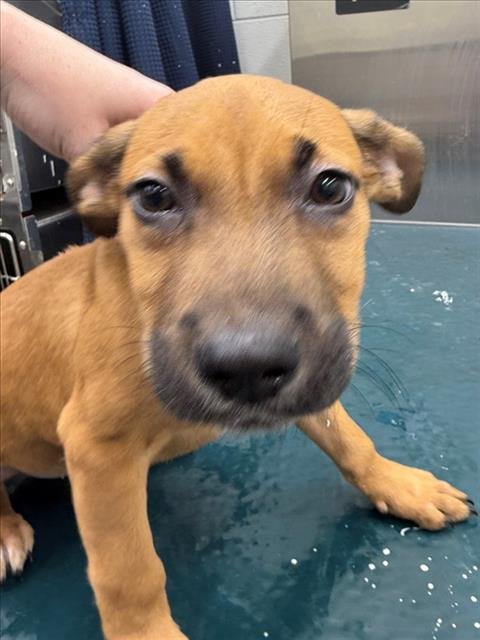 JAYDEN - Black Mouth Cur available for adoption