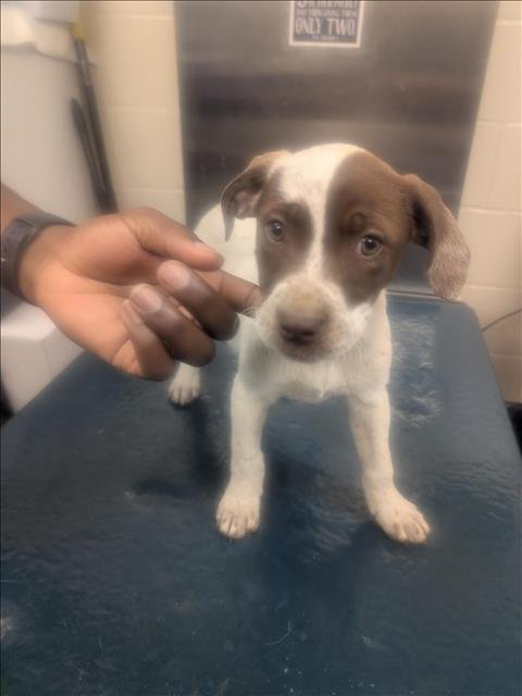 WHISPER - German Shorthaired Pointer available for adoption