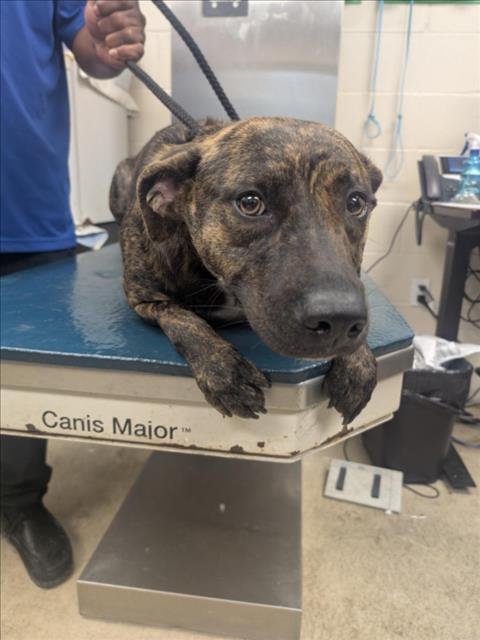 BINDI - Plott Hound available for adoption