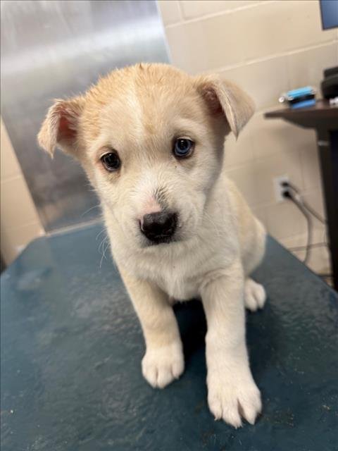 SNOWBALL - Saint Bernard available for adoption