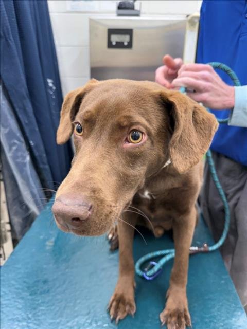 BAYLEE - Labrador Retriever available for adoption