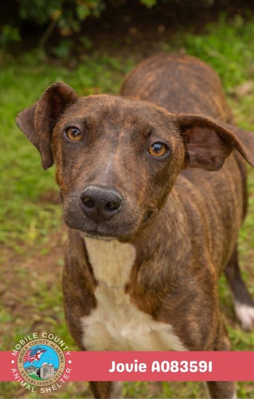 JOVIE - Jack Russell Terrier (Parson Russell Terrier) available for adoption