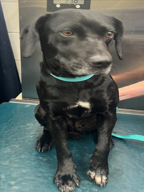 PIPA - Labrador Retriever available for adoption