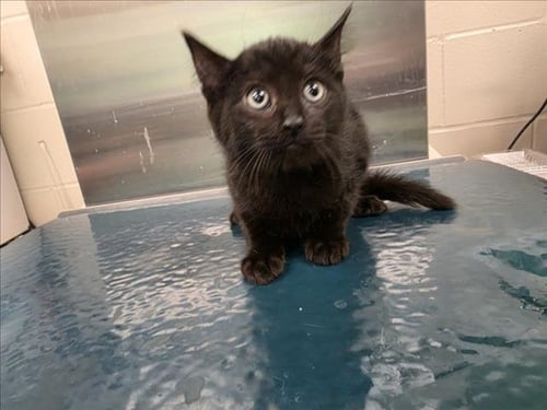 NYLES - Domestic Medium Hair available for adoption