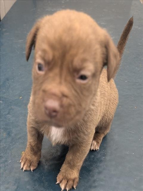 LYLE - Hound available for adoption