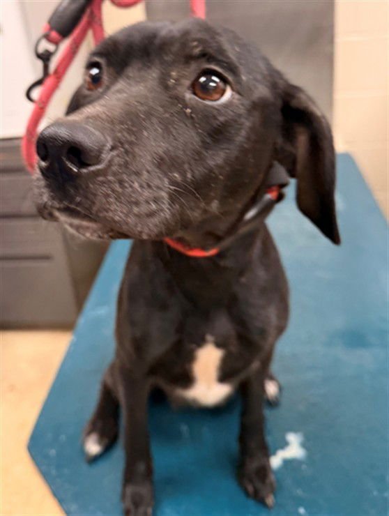 CUDDLES - Labrador Retriever available for adoption