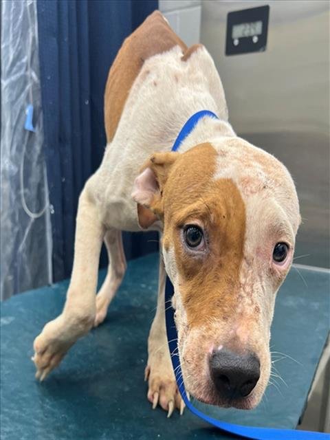 WIGGLY - American Bulldog available for adoption