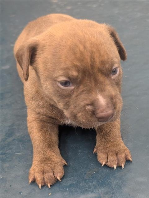 LOUIE - Hound available for adoption