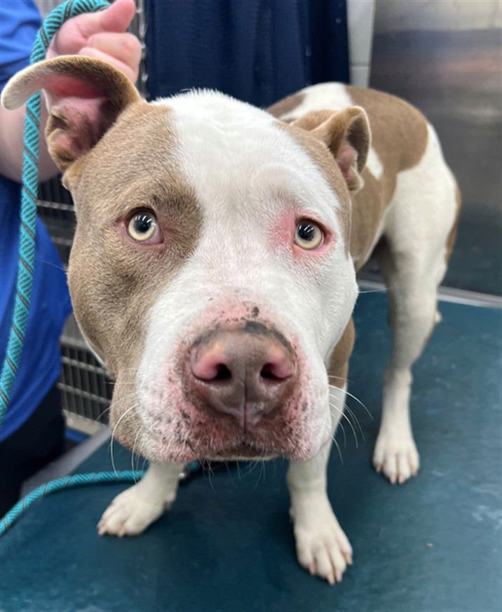 MOOSETRACKS - American Bulldog available for adoption