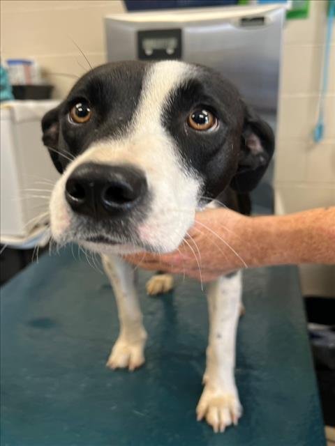 JESSICA - Border Collie available for adoption