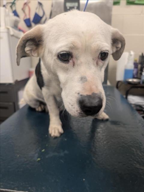 XENA - Labrador Retriever / Dachshund available for adoption