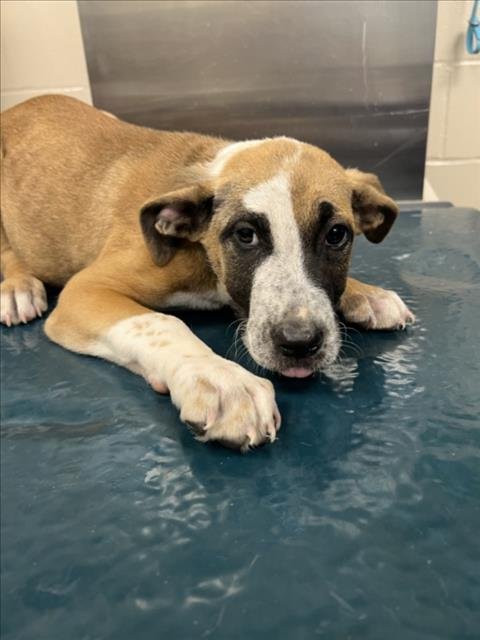 PETER - Catahoula Leopard Dog available for adoption