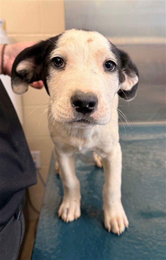 GULLY - English Pointer available for adoption