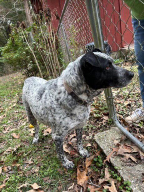 PEPPER - Australian Cattle Dog/Blue Heeler available for adoption