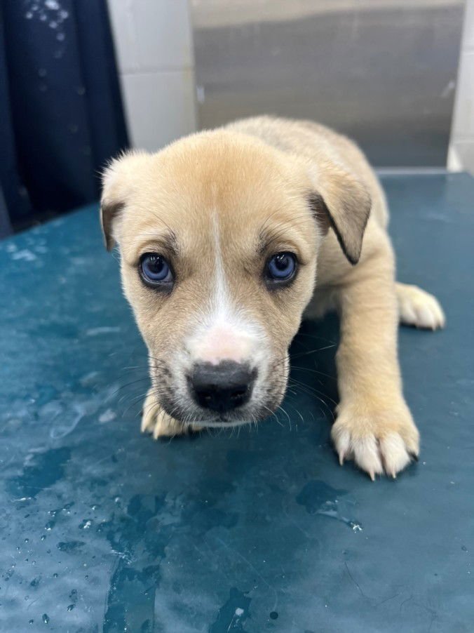 PAULA - Husky available for adoption