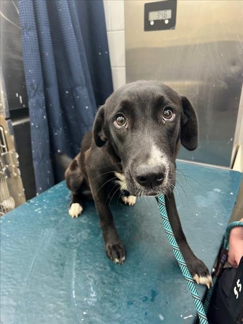 MAYBEL - Labrador Retriever available for adoption