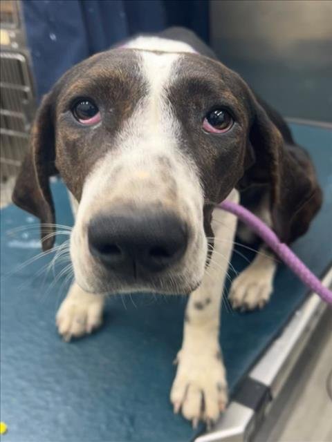 PATRICIA - Plott Hound available for adoption