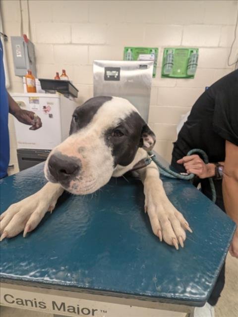 BUSTER - Labrador Retriever available for adoption