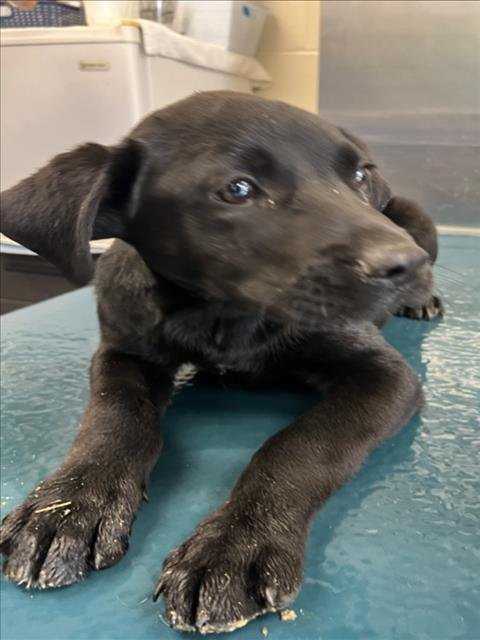 BUBS - Labrador Retriever available for adoption