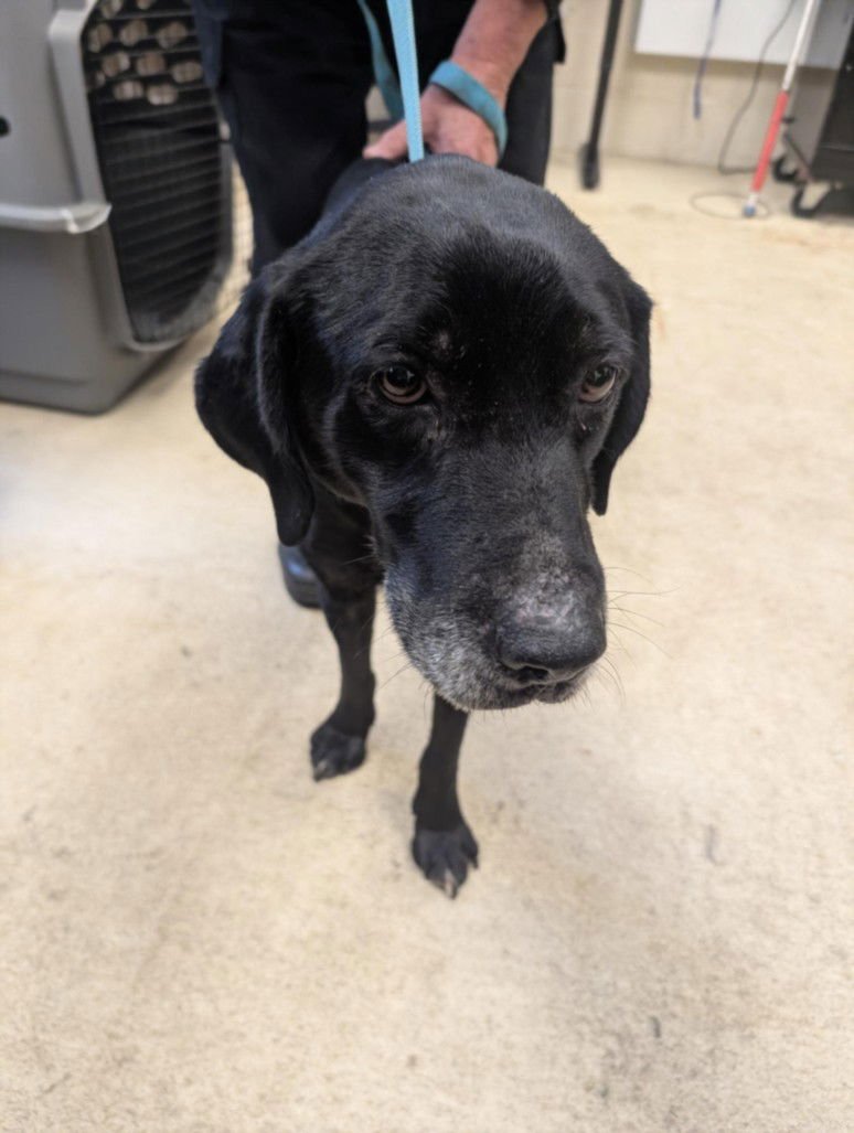 PEEKER - Labrador Retriever available for adoption