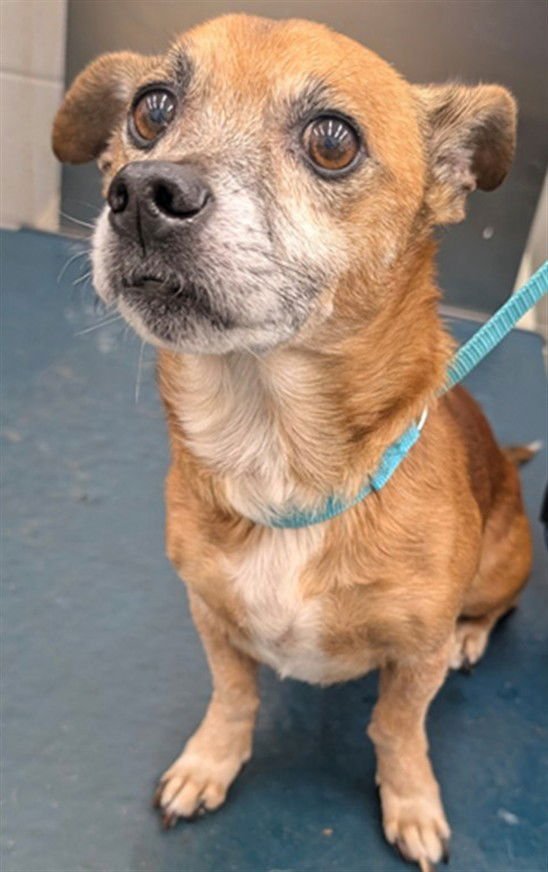 FERGUSON - Dachshund available for adoption