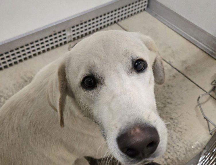 TONY - Labrador Retriever available for adoption