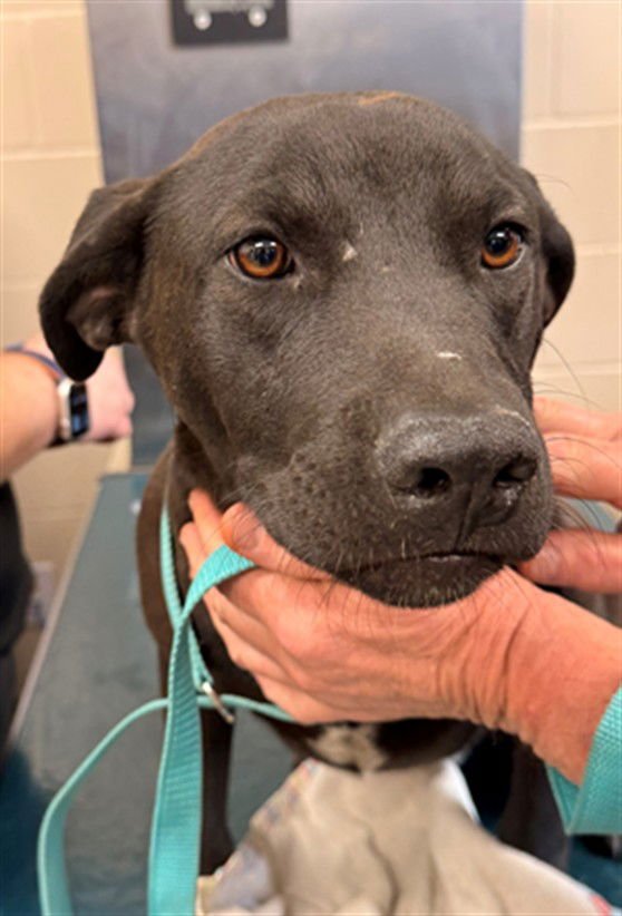 FREDDY - Black Mouth Cur available for adoption