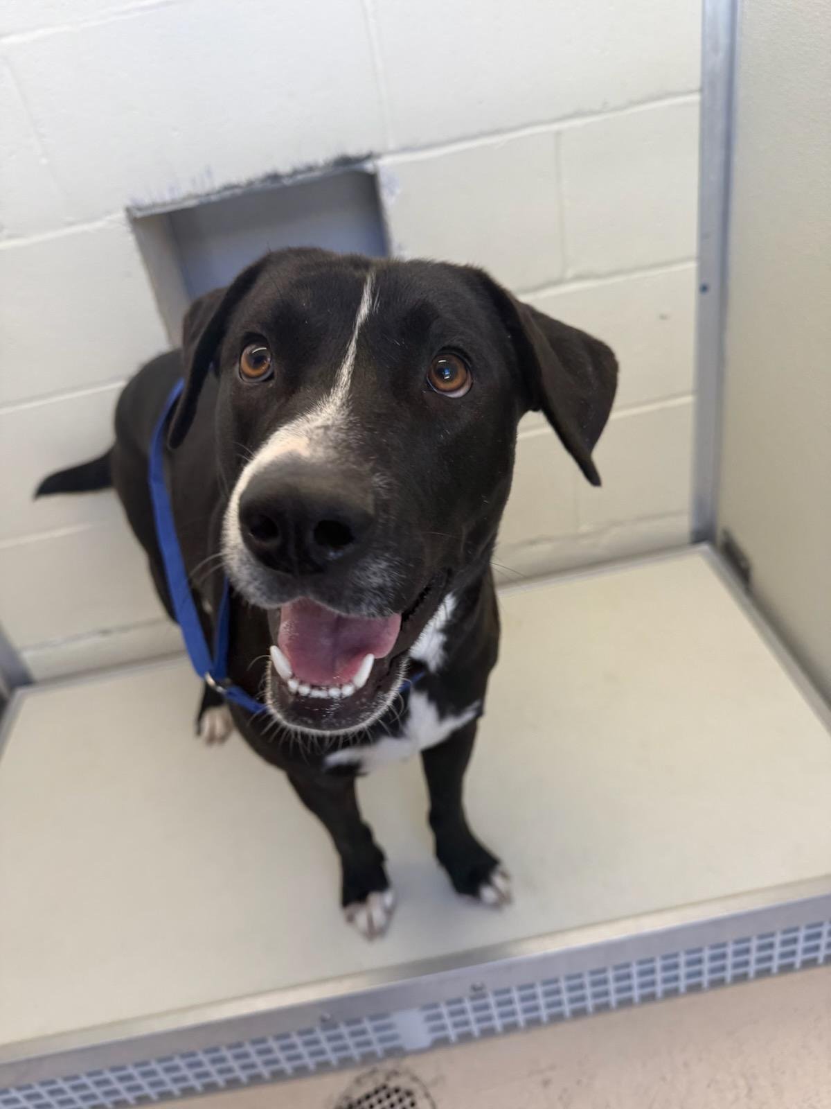 BOBBY - Labrador Retriever available for adoption