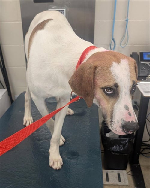 BRIGGS - Treeing Walker Coonhound available for adoption