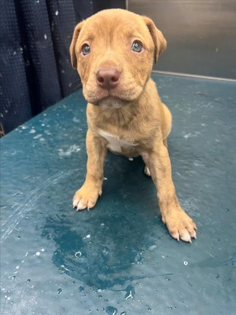 ELFIE - Labrador Retriever available for adoption