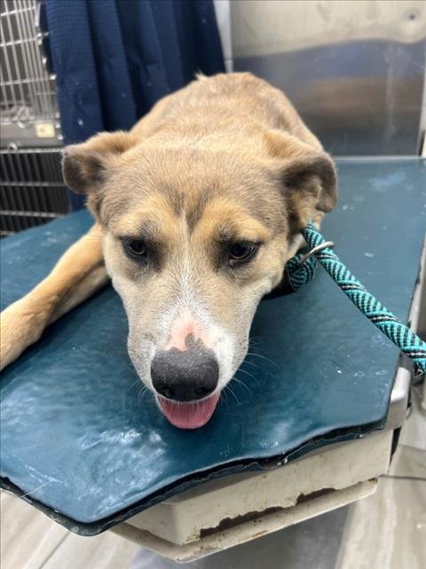 BIMO - Labrador Retriever available for adoption