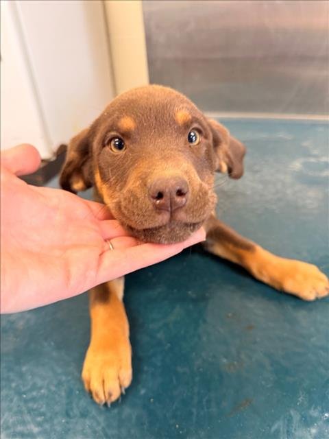 GRACELYN - Labrador Retriever available for adoption