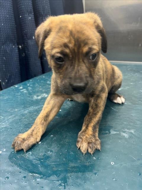 EMERSON - Labrador Retriever available for adoption