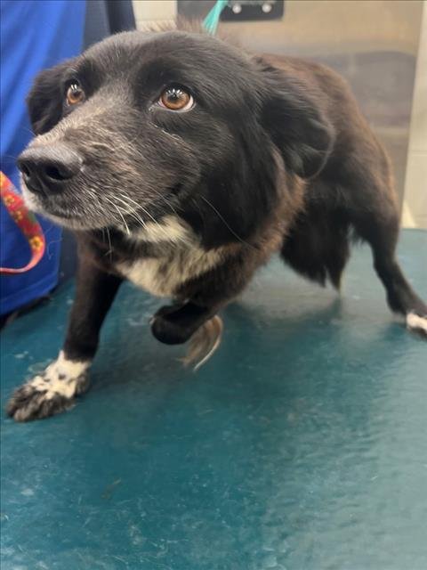 PIPER - Border Collie available for adoption