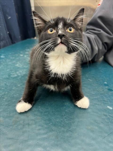 BEAR - Domestic Short Hair available for adoption