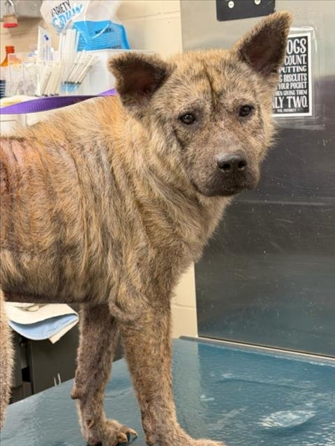 WILEY - Chow Chow available for adoption