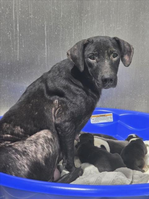 BAMA - Labrador Retriever available for adoption