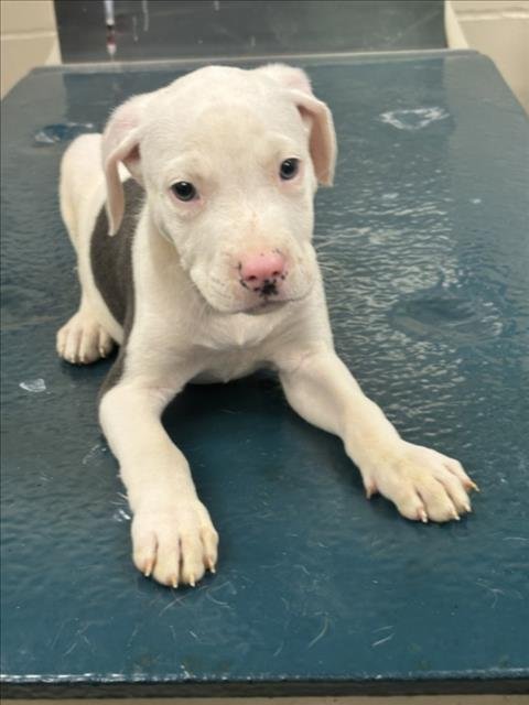 BUCKET - Labrador Retriever available for adoption