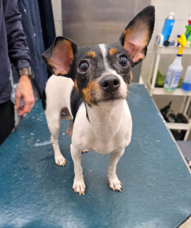 BONNIE - Rat Terrier available for adoption