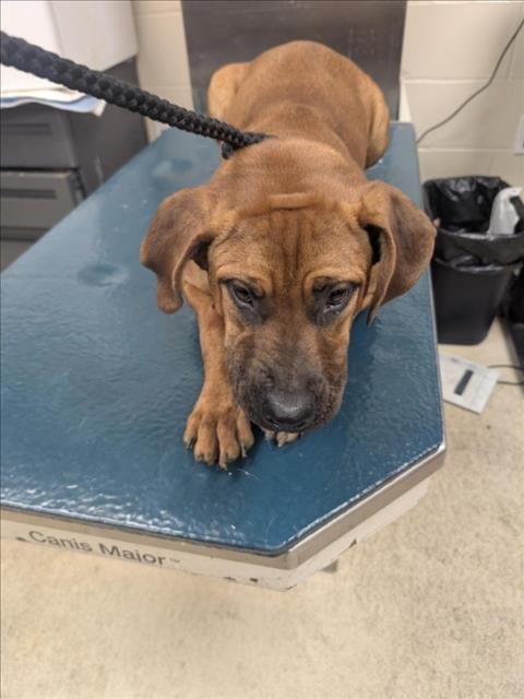 BEE - Bulldog available for adoption