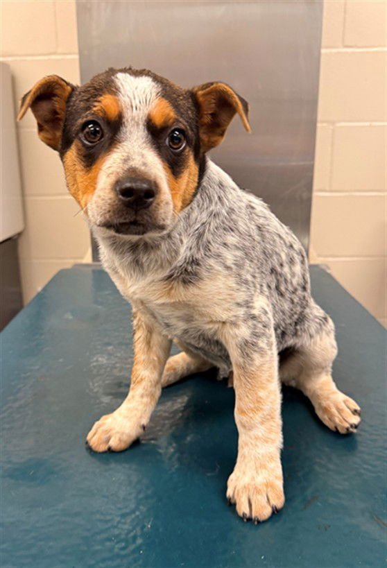 BERNARD - Australian Cattle Dog/Blue Heeler available for adoption