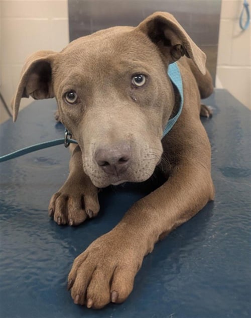 BUNNY - Bulldog available for adoption