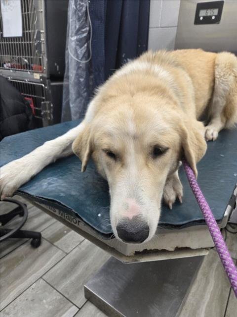 VIOLA - Great Pyrenees available for adoption